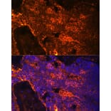Immunofluorescence - Anti-alpha 1 Spectrin Antibody (A89136) - Antibodies.com