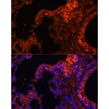 Immunofluorescence - Anti-alpha 1 Spectrin Antibody (A89136) - Antibodies.com