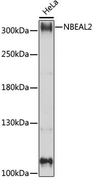 Western blot analysis of extracts of HeLa cells, using Anti-NBEAL2 Antibody (A15797) at 1:1,000 dilution.
Secondary antibody: Goat Anti-Rabbit IgG (H+L) (HRP) (AS014) at 1:10,000 dilution.
Lysates / proteins: 25µg per lane.
Blocking buffer: 3% non-fat dry milk in TBST.
Detection: ECL Basic Kit (RM00020).
Exposure time: 5s.