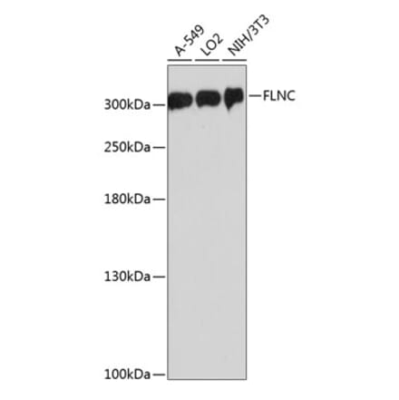 Western Blot - Anti-Filamin C Antibody (A89139) - Antibodies.com