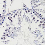 Immunohistochemistry - Anti-p27 KIP 1 Antibody (A89143) - Antibodies.com