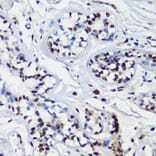 Immunohistochemistry - Anti-p27 KIP 1 Antibody (A89143) - Antibodies.com
