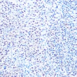 Immunohistochemistry - Anti-SNRPB/SmB Antibody (A89146) - Antibodies.com