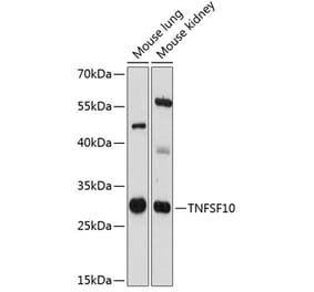 Western Blot - Anti-TRAIL Antibody (A89147) - Antibodies.com