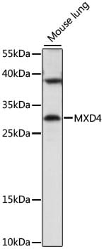 Western blot analysis of extracts of mouse lung, using Anti-MXD4 Antibody (A16485) at 1:1,000 dilution.
Secondary antibody: Goat Anti-Rabbit IgG (H+L) (HRP) (AS014) at 1:10,000 dilution.
Lysates / proteins: 25µg per lane.
Blocking buffer: 3% non-fat dry milk in TBST.
Detection: ECL Basic Kit (RM00020).
Exposure time: 5s.