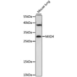 Western Blot - Anti-MXD4/MAD4 Antibody (A89149) - Antibodies.com