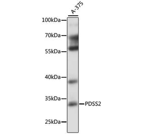 Western Blot - Anti-PDSS2 Antibody (A89151) - Antibodies.com