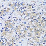 Immunohistochemistry - Anti-Calcium binding protein 7 Antibody (A89152) - Antibodies.com