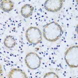 Immunohistochemistry - Anti-Calcium binding protein 7 Antibody (A89152) - Antibodies.com