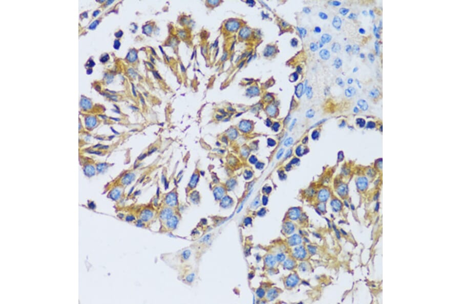 Immunohistochemistry - Anti-Calcium binding protein 7 Antibody (A89152) - Antibodies.com