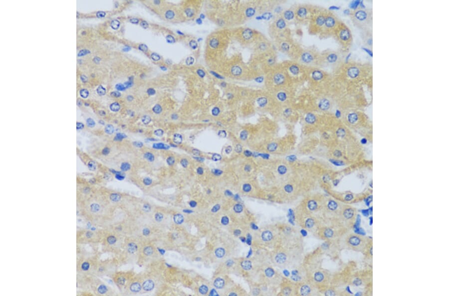 Immunohistochemistry - Anti-Calcium binding protein 7 Antibody (A89152) - Antibodies.com