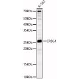 Western Blot - Anti-CREG1/CREG Antibody (A89153) - Antibodies.com