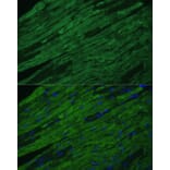 Immunofluorescence - Anti-Cardiac Troponin I Antibody (A89157) - Antibodies.com
