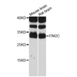 Western Blot - Anti-ITM2C Antibody (A12675) - Antibodies.com