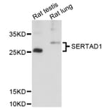 Western Blot - Anti-SERTAD1 Antibody (A8621) - Antibodies.com