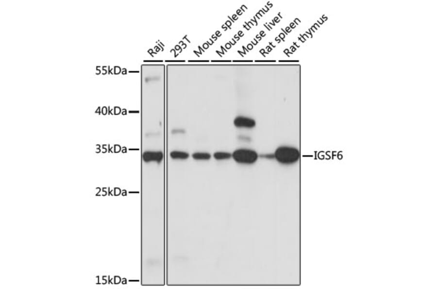 Western Blot - Anti-DORA Antibody (A89164) - Antibodies.com