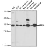 Western Blot - Anti-DORA Antibody (A89164) - Antibodies.com
