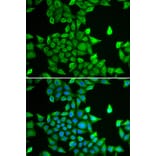 Immunofluorescence - Anti-Proteasome subunit alpha type 6 Antibody (A89165) - Antibodies.com