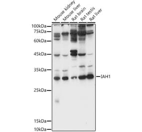 Western Blot - Anti-IAH1 Antibody (A89166) - Antibodies.com