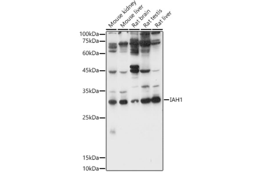 Western Blot - Anti-IAH1 Antibody (A89166) - Antibodies.com