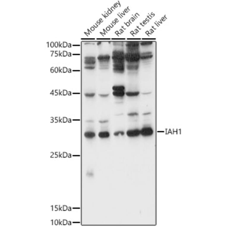 Western Blot - Anti-IAH1 Antibody (A89166) - Antibodies.com