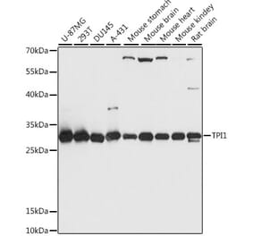 Western Blot - Anti-Triosephosphate isomerase Antibody (A89167) - Antibodies.com