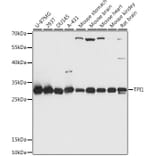 Western Blot - Anti-Triosephosphate isomerase Antibody (A89167) - Antibodies.com