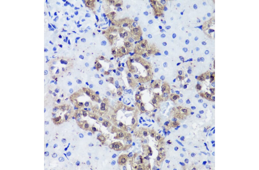 Immunohistochemistry - Anti-Calbindin Antibody (A89169) - Antibodies.com