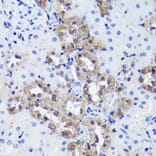 Immunohistochemistry - Anti-Calbindin Antibody (A89169) - Antibodies.com