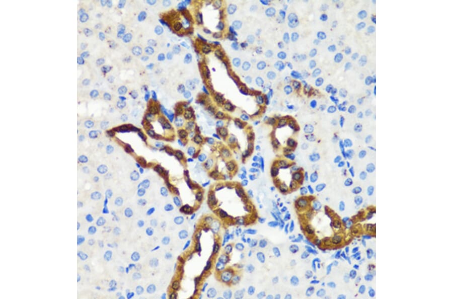 Immunohistochemistry - Anti-Calbindin Antibody (A89169) - Antibodies.com