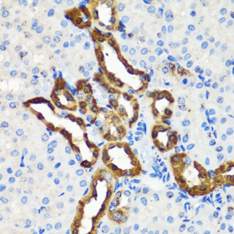 Immunohistochemistry - Anti-Calbindin Antibody (A89169) - Antibodies.com