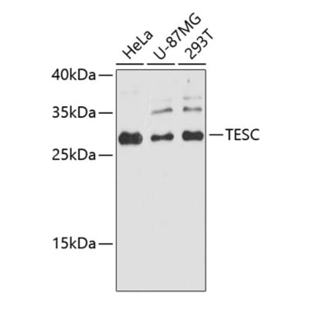 Western Blot - Anti-TESC Antibody (A89173) - Antibodies.com