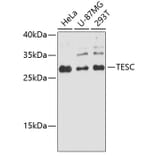 Western Blot - Anti-TESC Antibody (A89173) - Antibodies.com