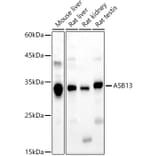 Western Blot - Anti-ASB13 Antibody (A89175) - Antibodies.com