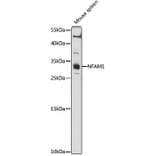 Western Blot - Anti-NFAM1 Antibody (A89176) - Antibodies.com