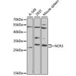 Western Blot - Anti-NCR3 Antibody (A12616) - Antibodies.com