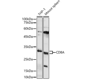 Western Blot - Anti-CD8 alpha Antibody (A89179) - Antibodies.com