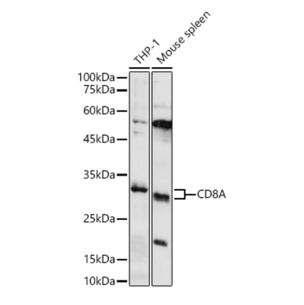 Western Blot - Anti-CD8 alpha Antibody (A89179) - Antibodies.com