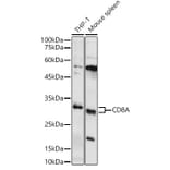 Western Blot - Anti-CD8 alpha Antibody (A89179) - Antibodies.com