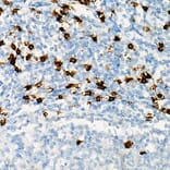 Immunohistochemistry - Anti-CD8 alpha Antibody (A89179) - Antibodies.com