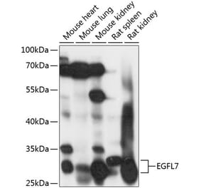 Western Blot - Anti-EGFL7 Antibody (A89181) - Antibodies.com