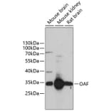 Western Blot - Anti-OAF Antibody (A89183) - Antibodies.com