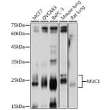 Western Blot - Anti-MUC1 Antibody (A89184) - Antibodies.com
