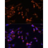 Immunofluorescence - Anti-Proteasome 20S beta 7/PSMB7 Antibody (A89189) - Antibodies.com