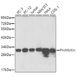 Western Blot - Anti-Prohibitin Antibody (A89192) - Antibodies.com