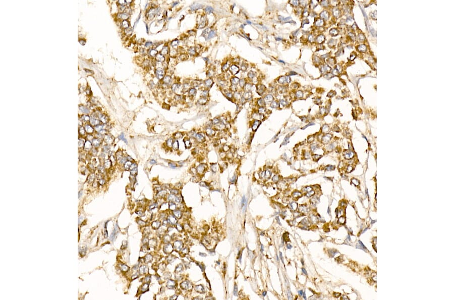 Immunohistochemistry - Anti-Prohibitin Antibody (A89192) - Antibodies.com