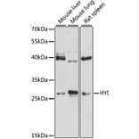 Western Blot - Anti-HYI Antibody (A12806) - Antibodies.com