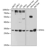 Western Blot - Anti-SFXN1/TCC Antibody (A89195) - Antibodies.com