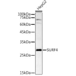 Western Blot - Anti-SURF4 Antibody (A89199) - Antibodies.com