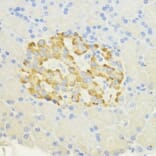 Immunohistochemistry - Anti-SURF4 Antibody (A89199) - Antibodies.com